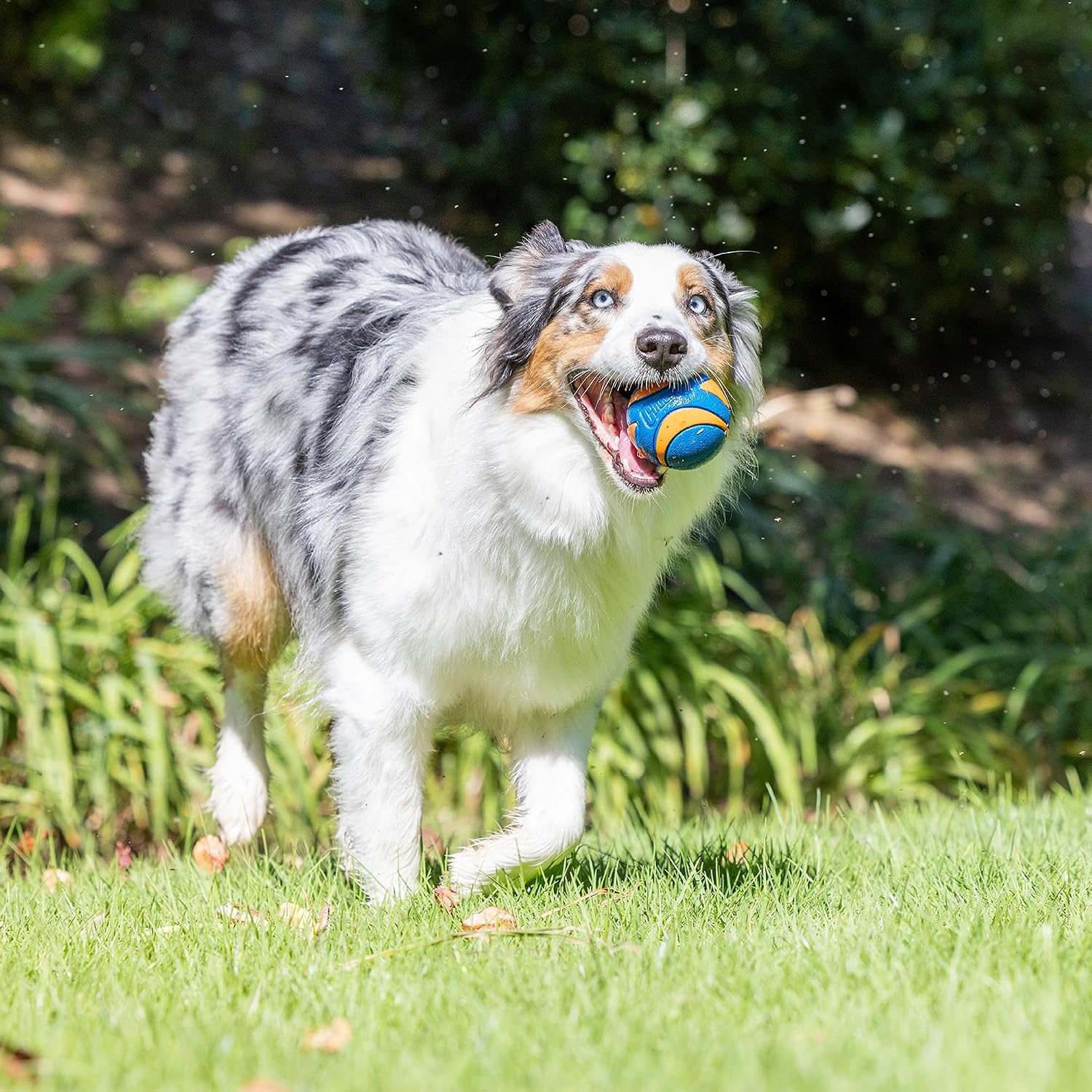 Chuckit! Ultra Squeaker Dog Balls, Floating, Medium 2.5-in, 3-Pack