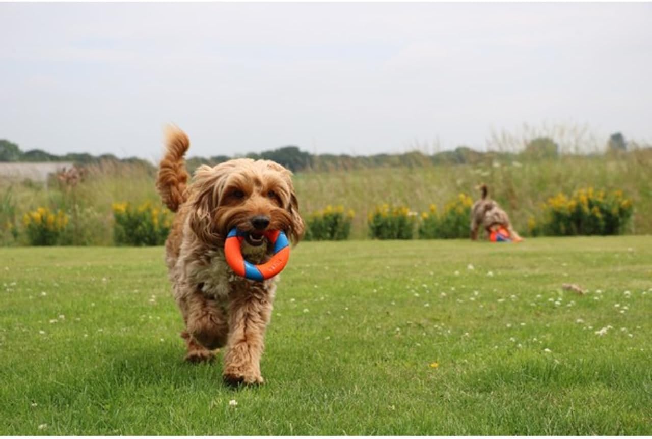 Chuckit! UltraRing Fetch and Chase Outdoor Dog Toy All Breeds