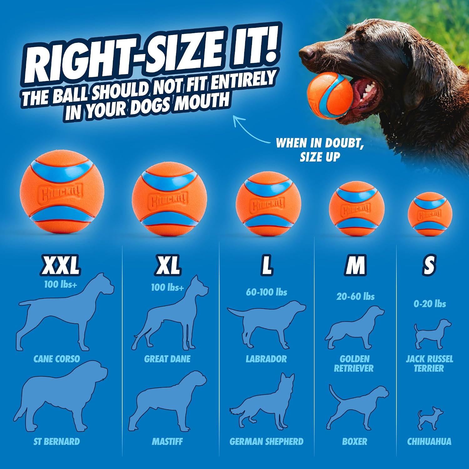 Chuckit! Dog Ball Launcher 12M Sport, Plastic, Great for Kids