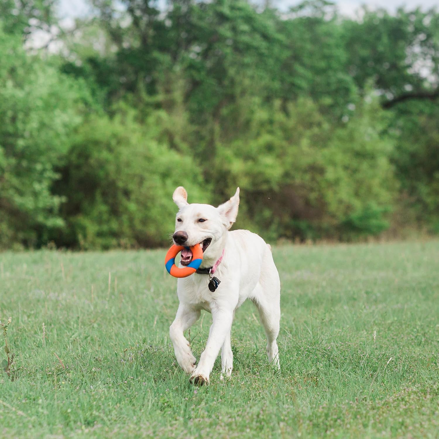 Chuckit! Ring Chaser Dog Ball Launcher Dog Toy Set, 22in