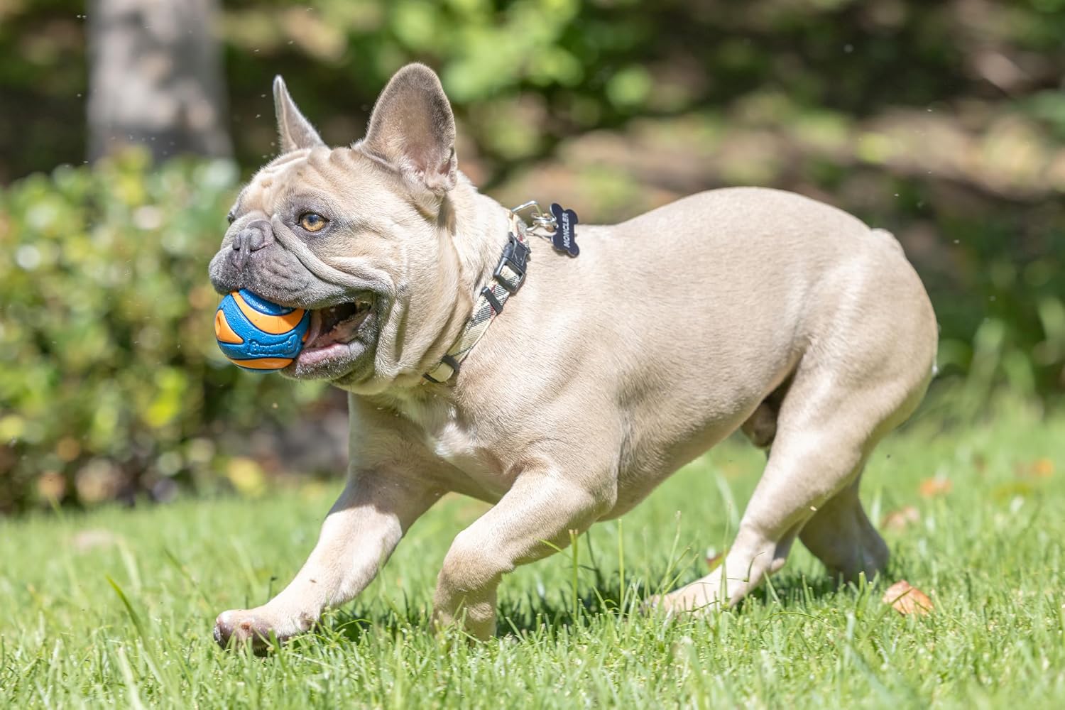Chuckit! Ultra Squeaker Dog Balls, Floating, Medium 2.5-in, 2-Pack