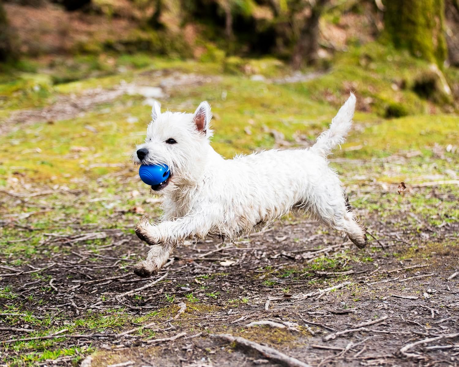 Chuckit! Crunch Ball Dog Toy, Medium (Pack of 2)