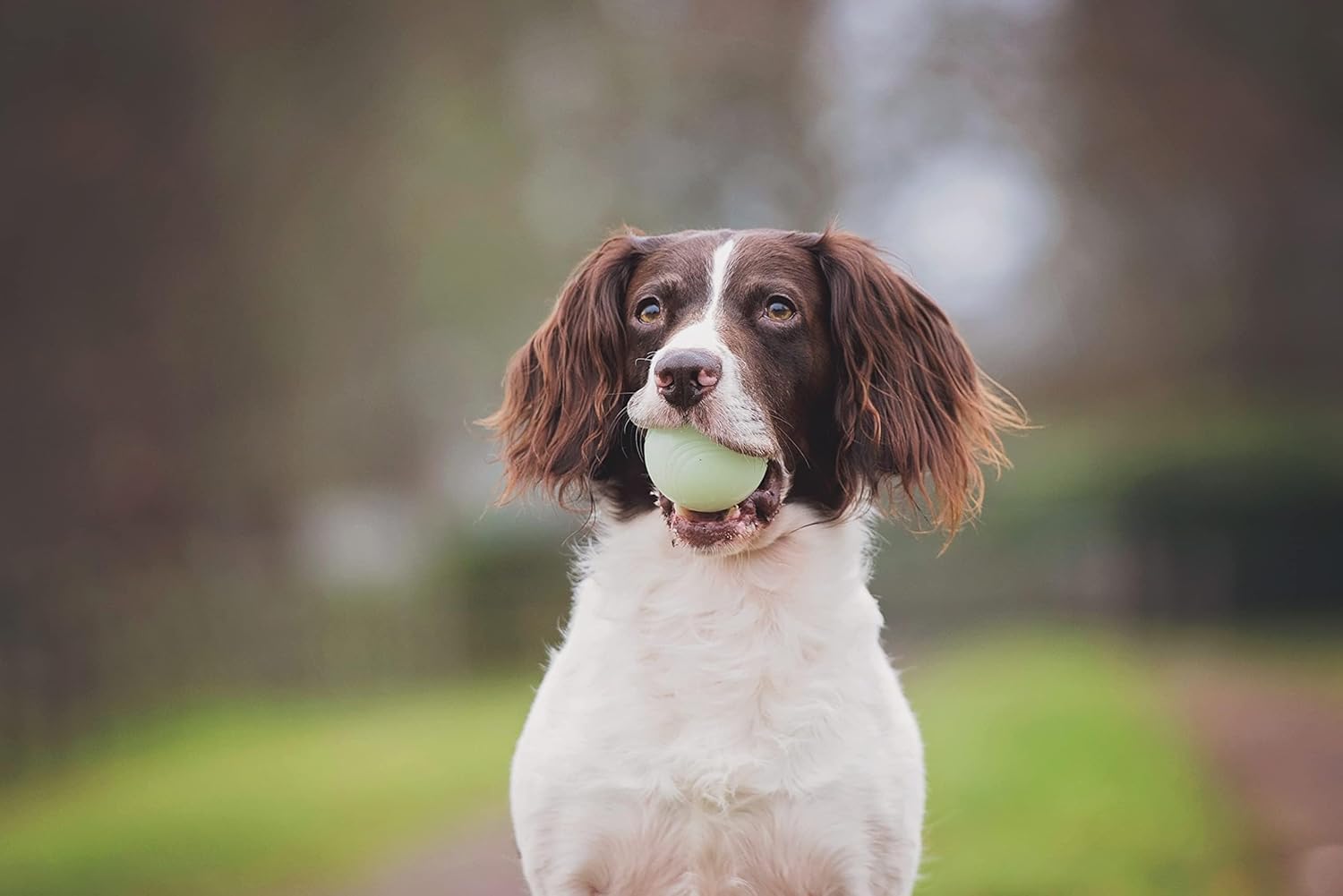 Chuckit! Fetch Pack Dog Balls, Small 2in, 3 Pack, High-Bounce, Floats