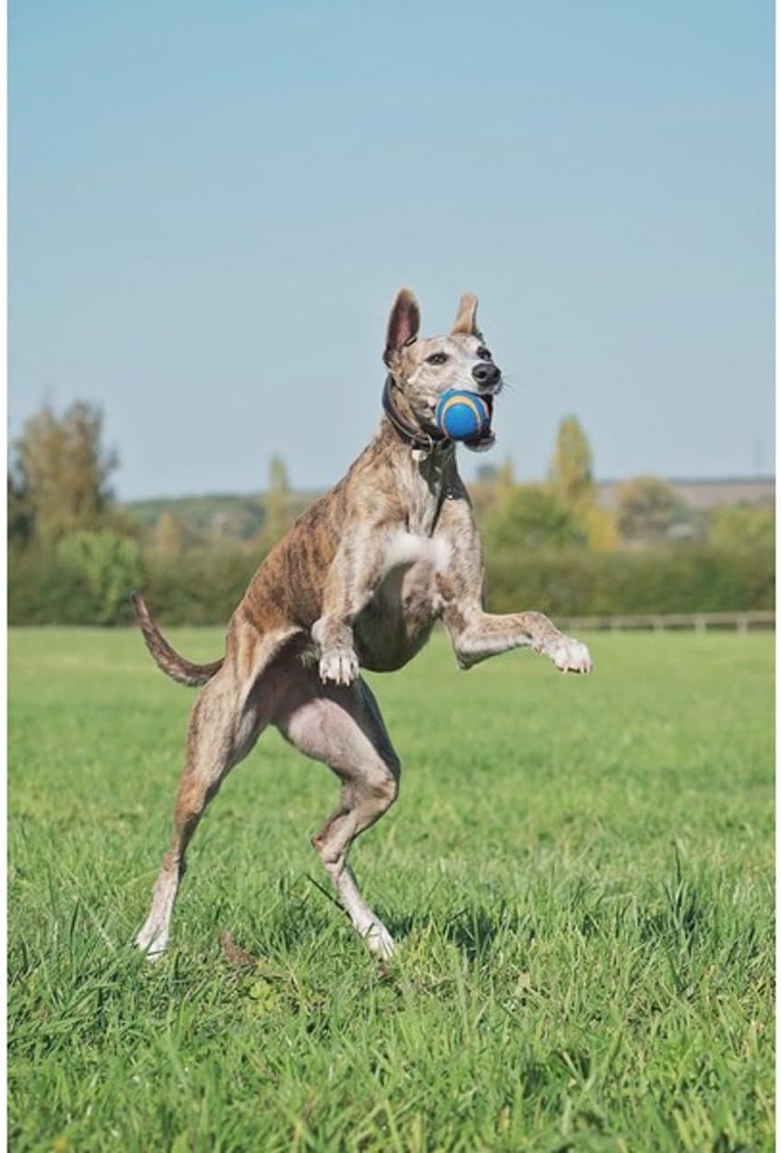 Chuckit! Ultra Squeaker Ball, Floats, XL 3.5in, for Dogs 100+lbs