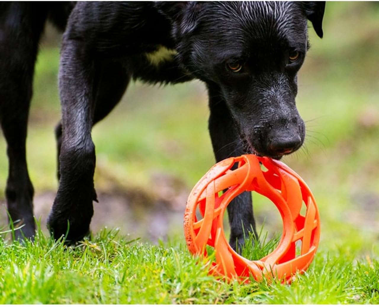 Chuckit! Air Fetch Wheel Dog Toy, Orange Orange Fetch Wheel