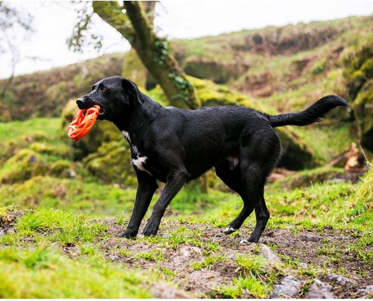 Chuckit! Air Fetch Wheel Dog Toy, Orange Orange Fetch Wheel