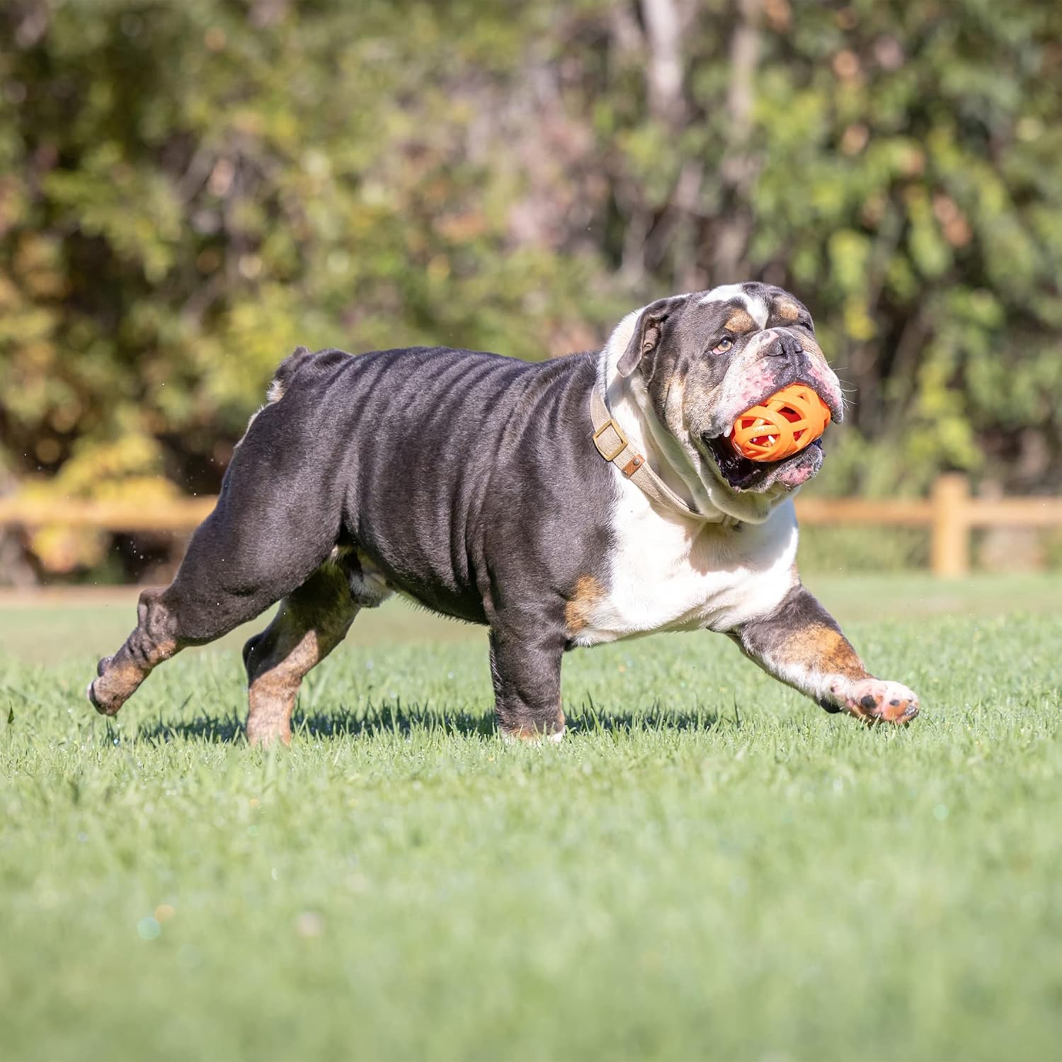 Chuckit! Air Fetch Football Dog Toy, Orange Orange Football