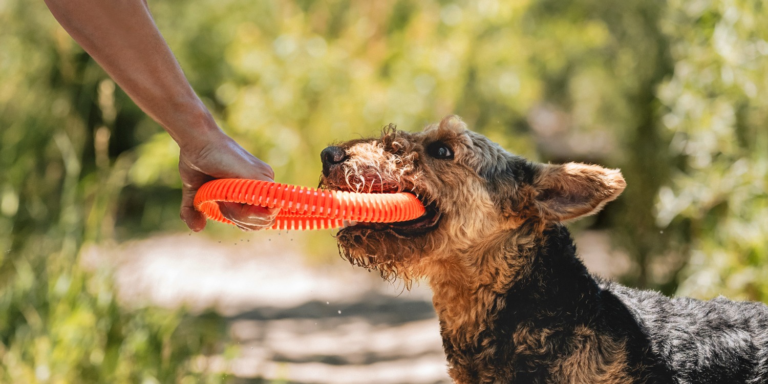 Chuckit | Complete Dog Fetch Play Collection – Puncture-Resistant, Mouth-Friendly, Floating & High Bounce - Chuckit Online Store