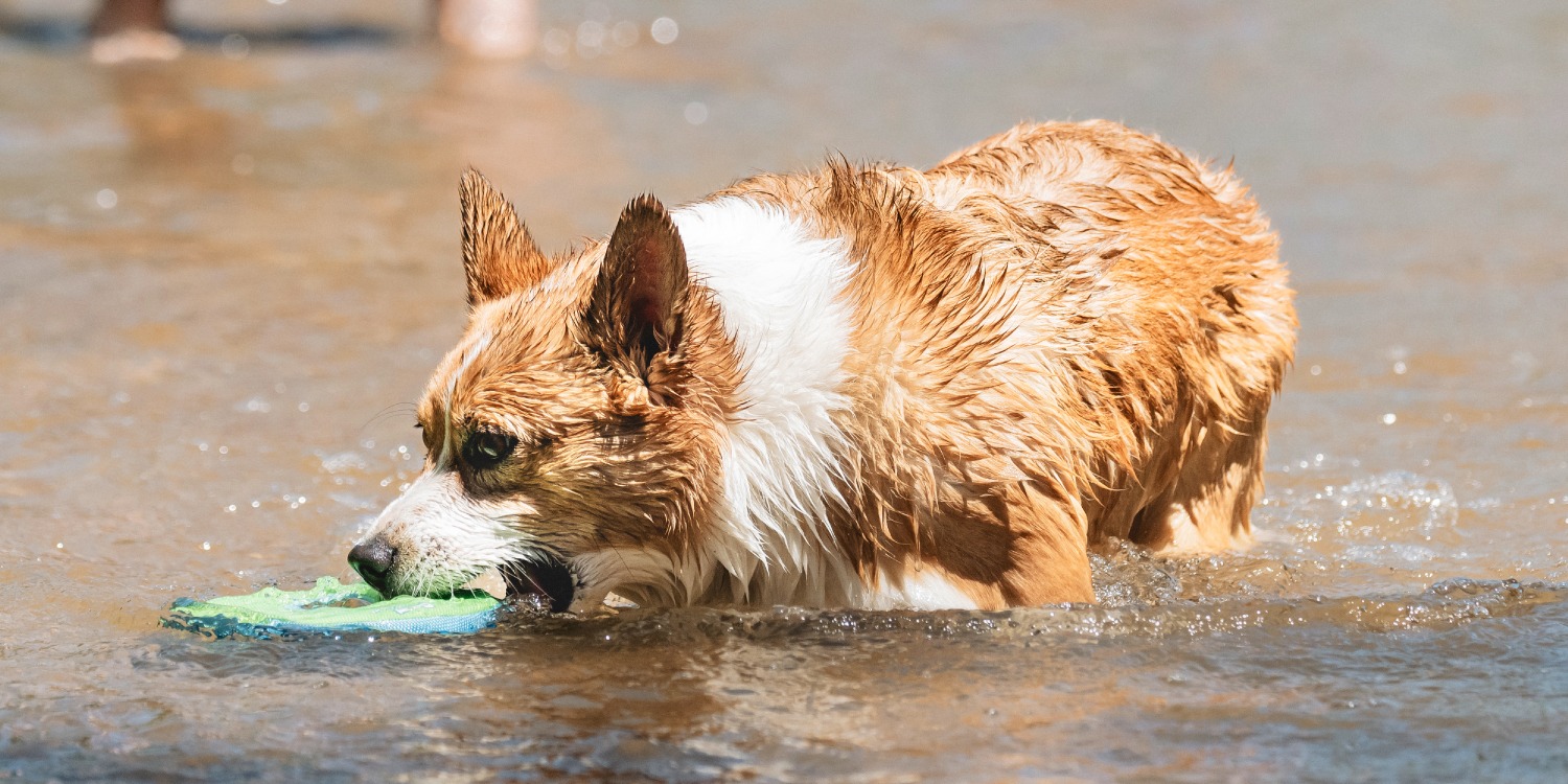 Chuckit | Complete Dog Fetch Play Collection – Puncture-Resistant, Mouth-Friendly, Floating & High Bounce - Chuckit Online Store