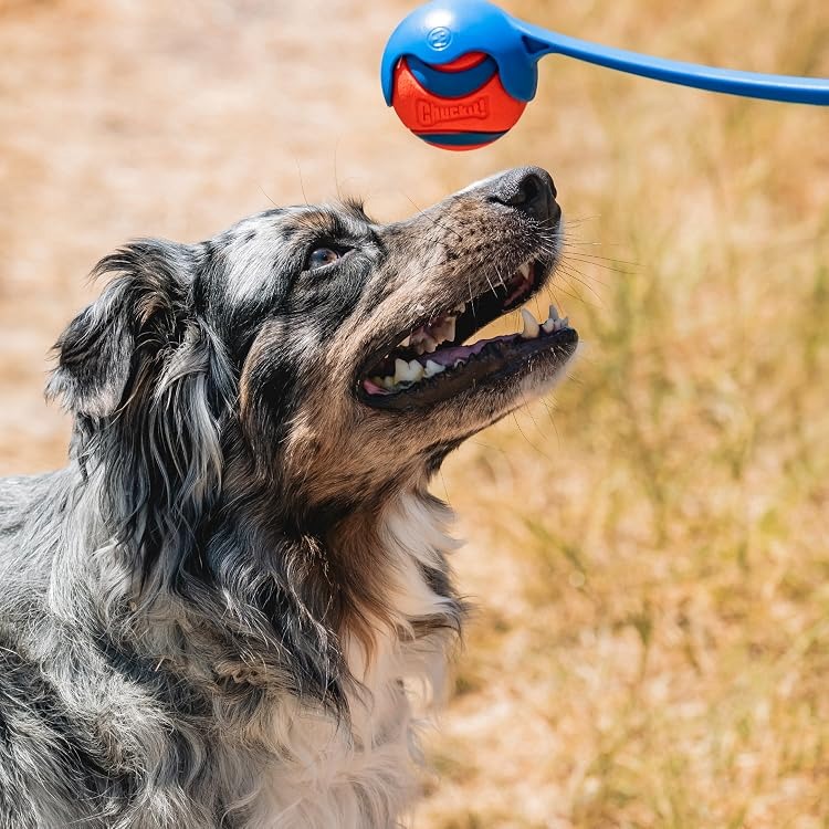 Chuckit | Complete Dog Fetch Play Collection – Puncture-Resistant, Mouth-Friendly, Floating & High Bounce - Chuckit Online Store
